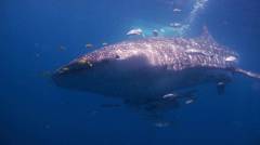 whale-shark