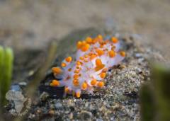 Orange-clubbedseaslug(Limaciaclavigera)