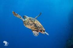 red-sea-diving-north7