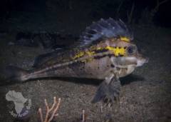 SmoothHorse-fish(Congiopodustorvus)