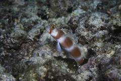 Mafia-Island-scuba-diving 14