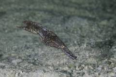 Mafia-Island-scuba-diving 6