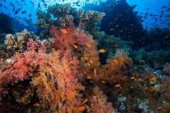 red_sea_south_trip_wreck_diving