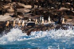 false-bay-sea-safari-penguins