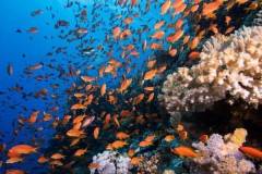 red-sea-diving-south_2