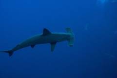 red-sea-diving-south_4