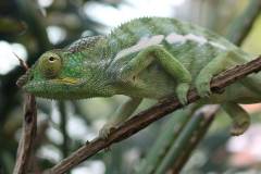 chameleon-2