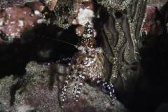 Mafia-Island-scuba-diving 17