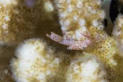 red_sea_south_trip_macro
