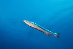 redseasouthtripbarracuda