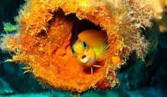 Madagascar_diving