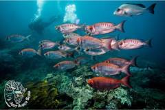 Sodwana_Bay_Scuba-school-fish