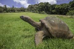 ExploringStHelena-JustScubaTravel3