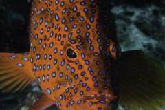 Mafia-Island-scuba-diving 8