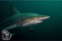 Aliwal_Shoal_Scuba-blacktip_shark-2