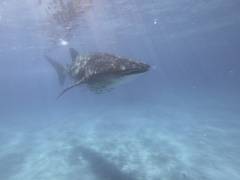 DCIM100GOPROGOPR1121.JPG